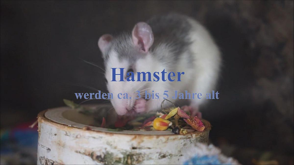 Humix video