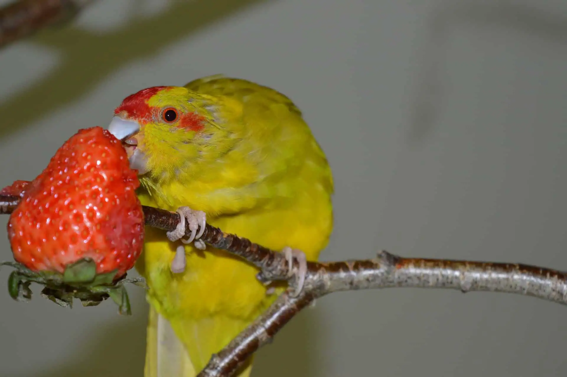 Ziegensittich (Cyanoramphus novaezelandiae) isst eine Erdbeere