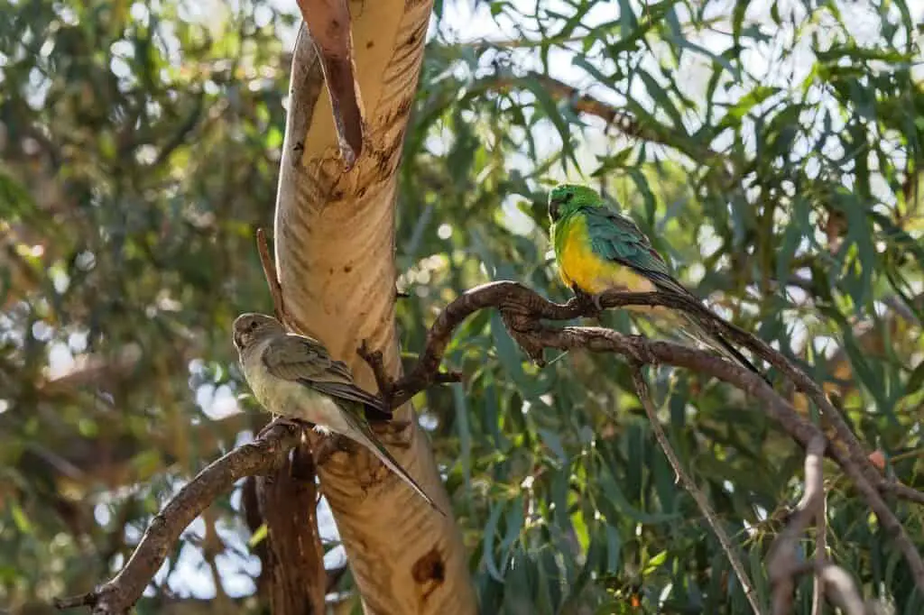 Ein Pärchen Singsitte sitzt in einem Baum