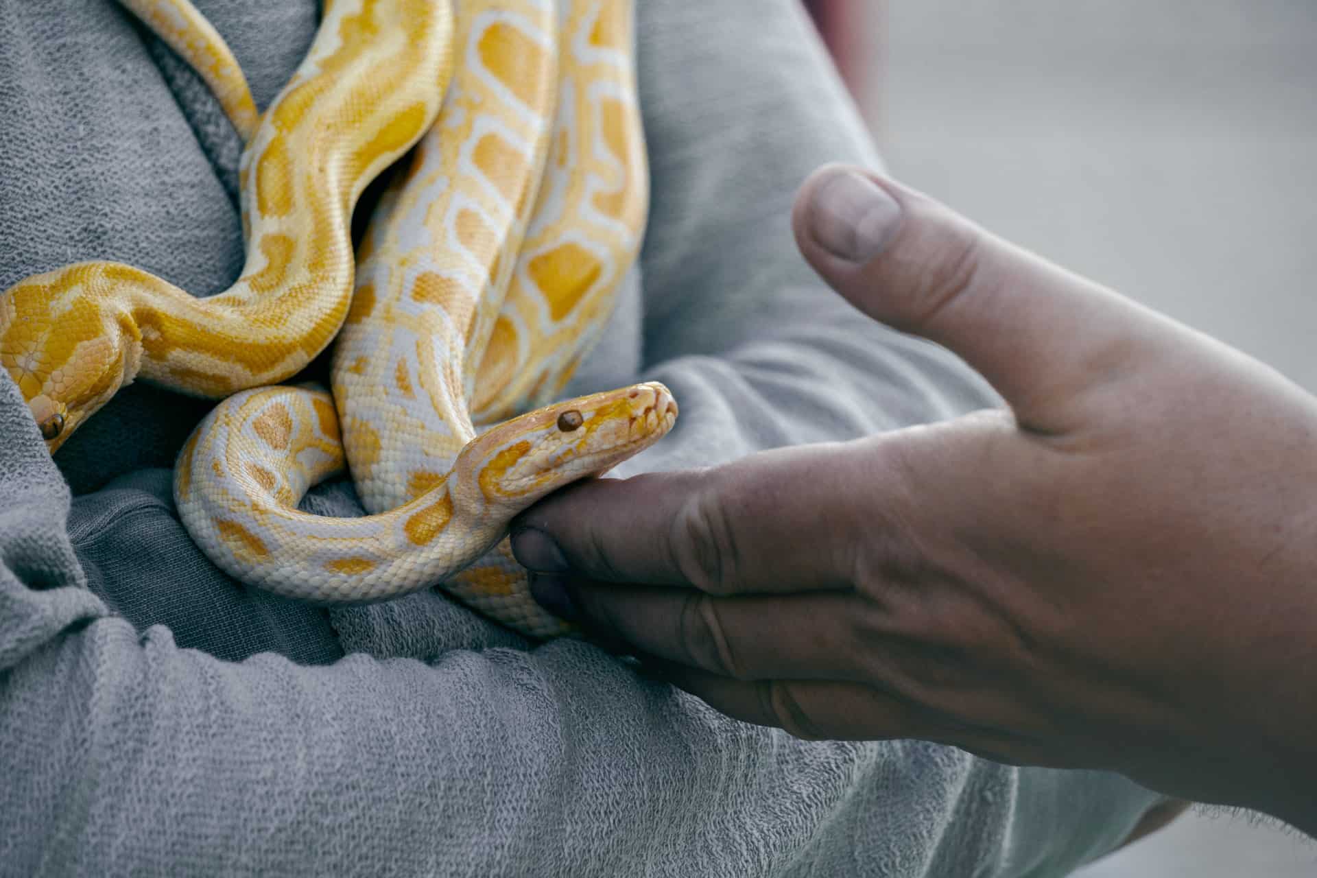 Dunkler Tigerpython (Python bivittatus) auf dem Arm