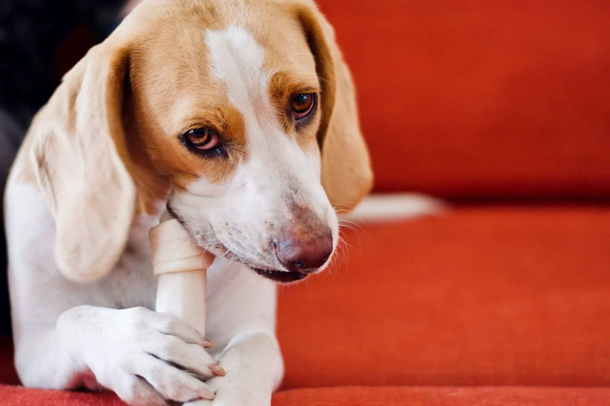 Können Beagles auf Knochen kauen? • Haustier Lounge