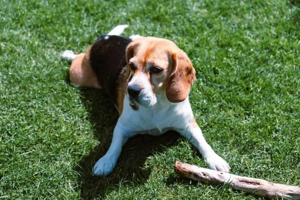 Ein Beagle mit einem Stock. Auch Stöcke sind gut für die Zähne, aber Beagles interessieren sich natürlich auch sehr für Knochen.