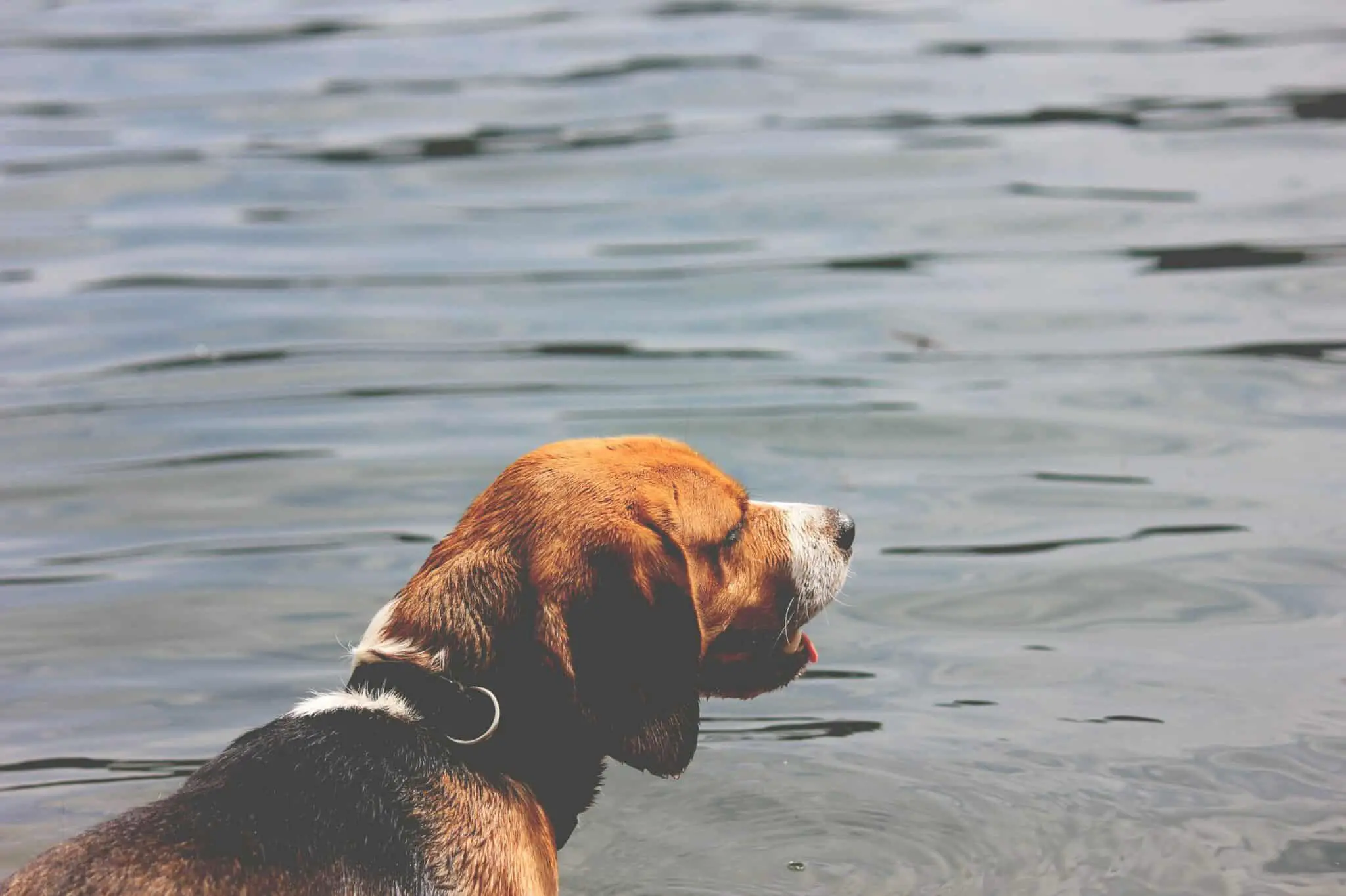 Können Beagles schwimmen? • Haustier Lounge