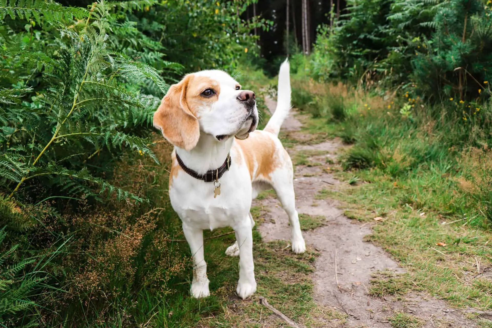 Beagles wurden ursprünglich als Jagdhunde gezüchtet