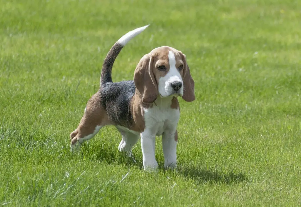 Wie GroAY Wird Ein Beagle.html