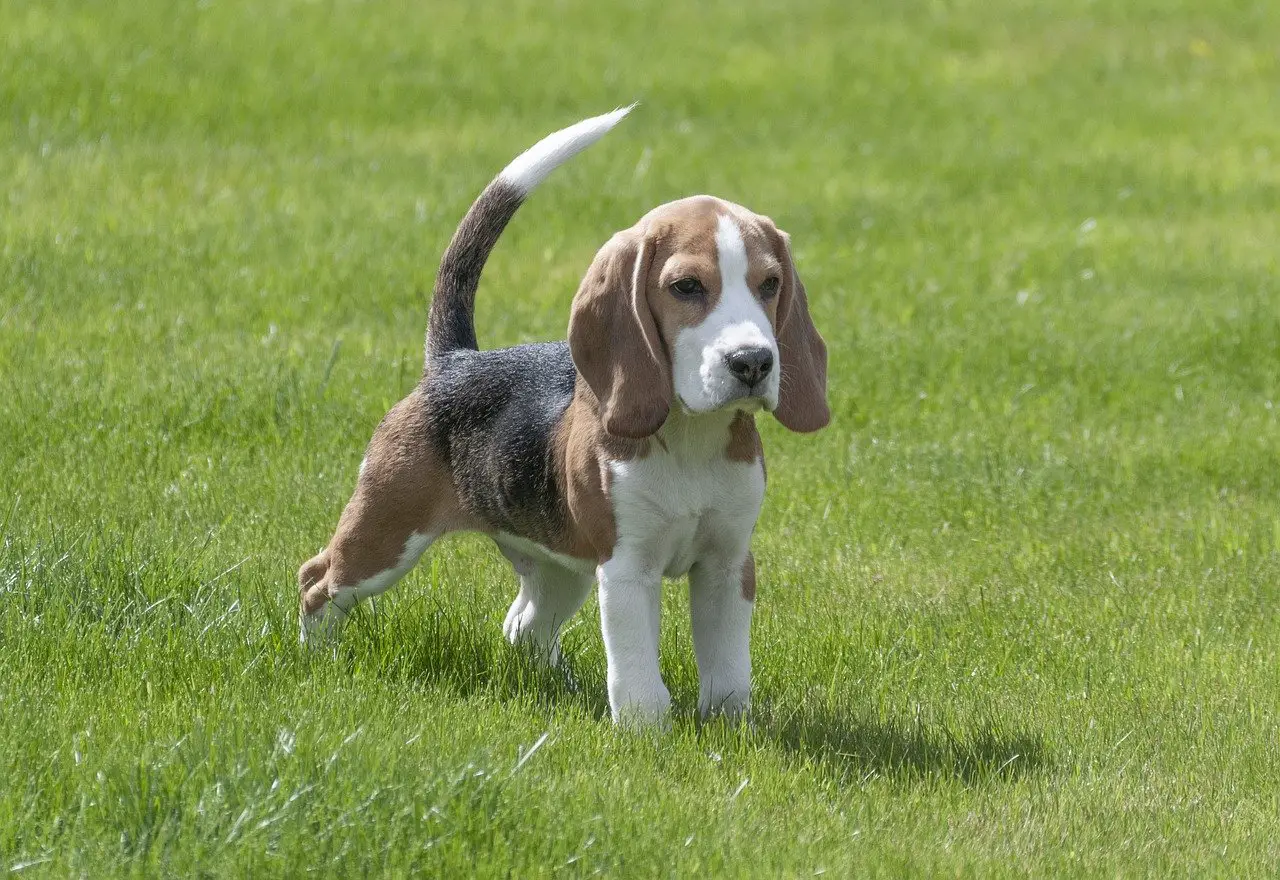 Beagles werden nicht allzu groß