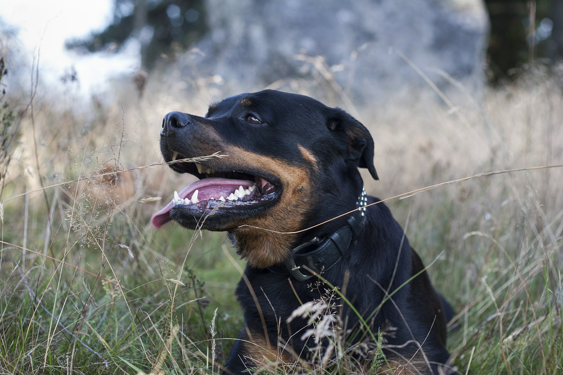 Kann man Rottweiler draußen halten? • Haustier Lounge