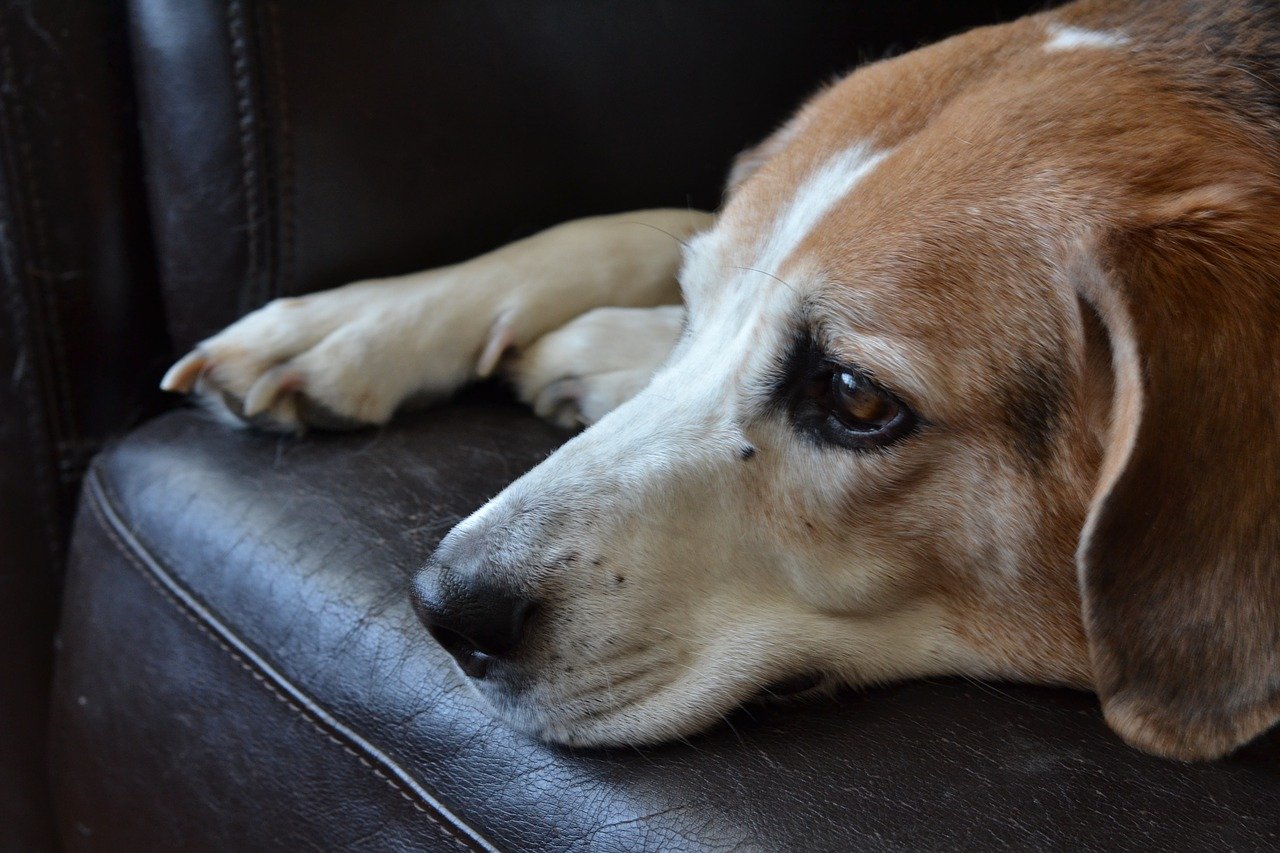 Beagles haaren nicht so stark wie viele andere Hunde