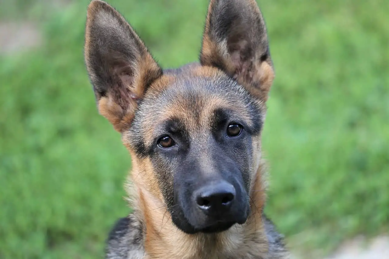 Deutsche Schäferhunde sind sehr intelligent. Sie gehören zu den intelligentesten Hunderassen.