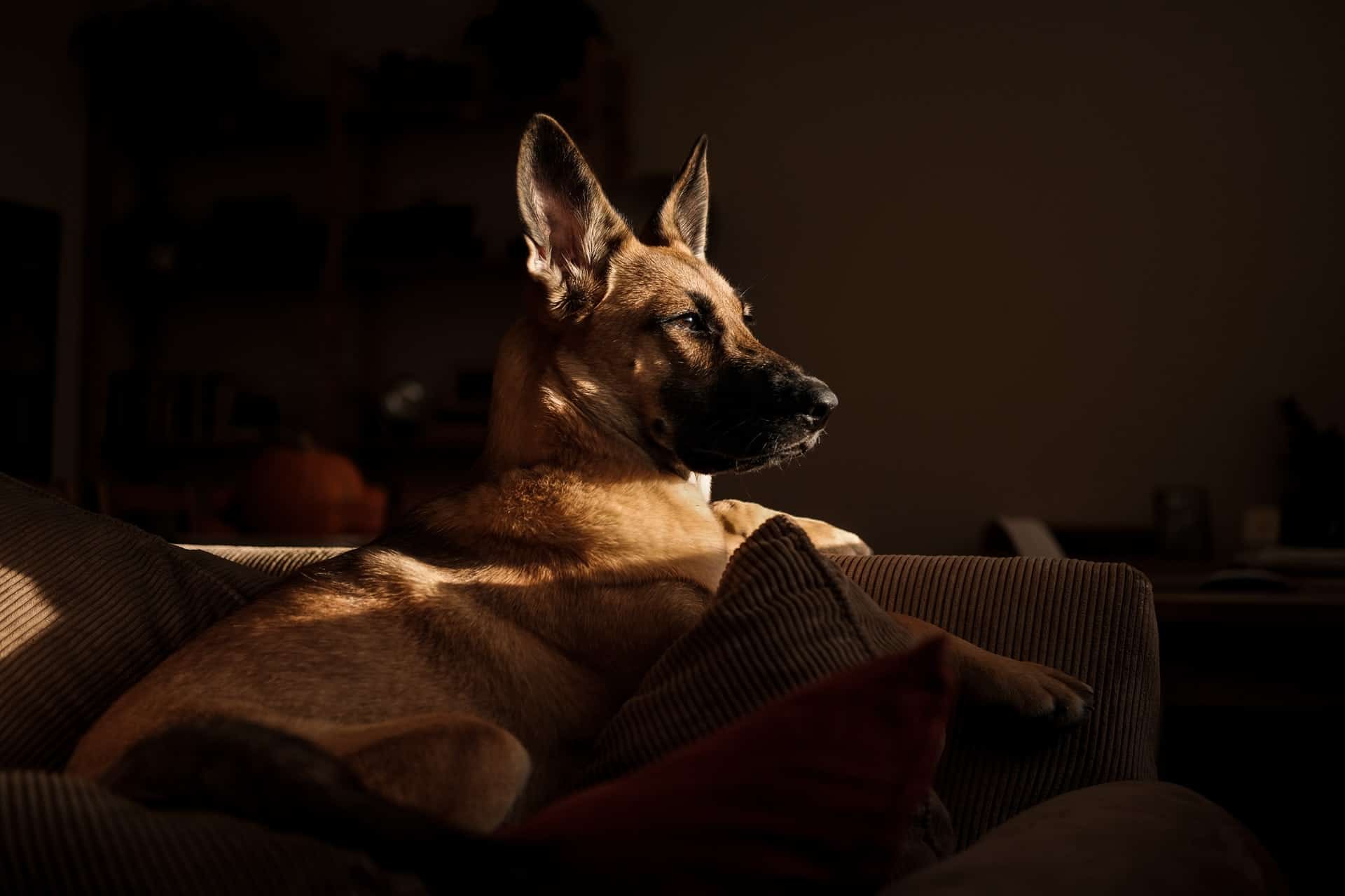 Ein Deutscher Schäferhund braucht ungefähr 12-14 Stunden Schlaf