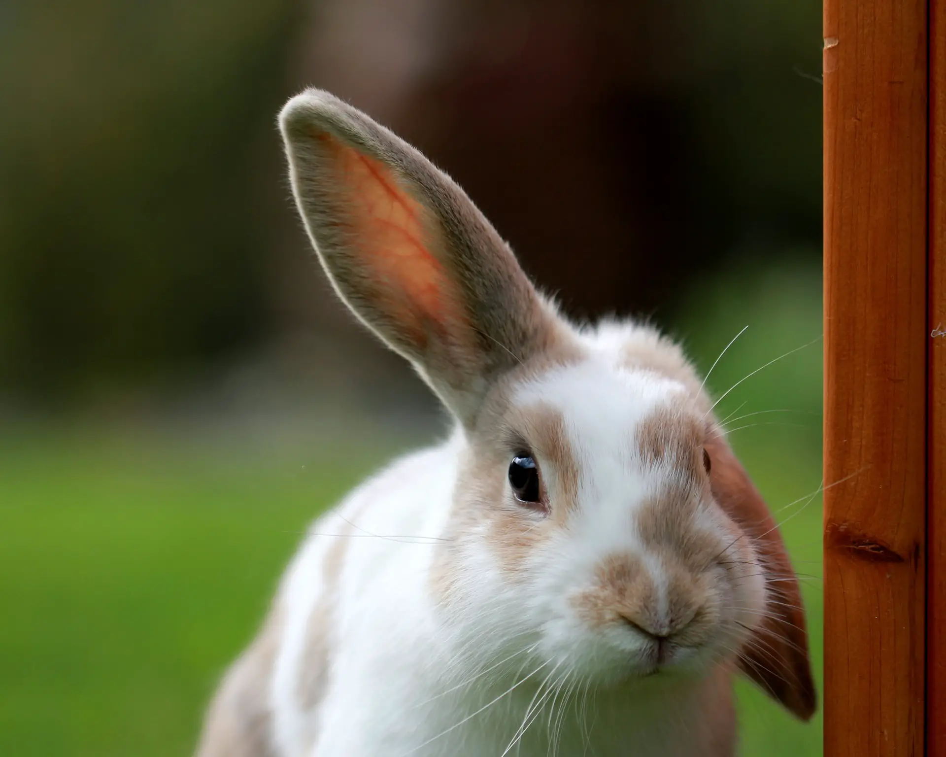 Die Augenfarbe bei Kaninchen kann recht unterschiedlich sein