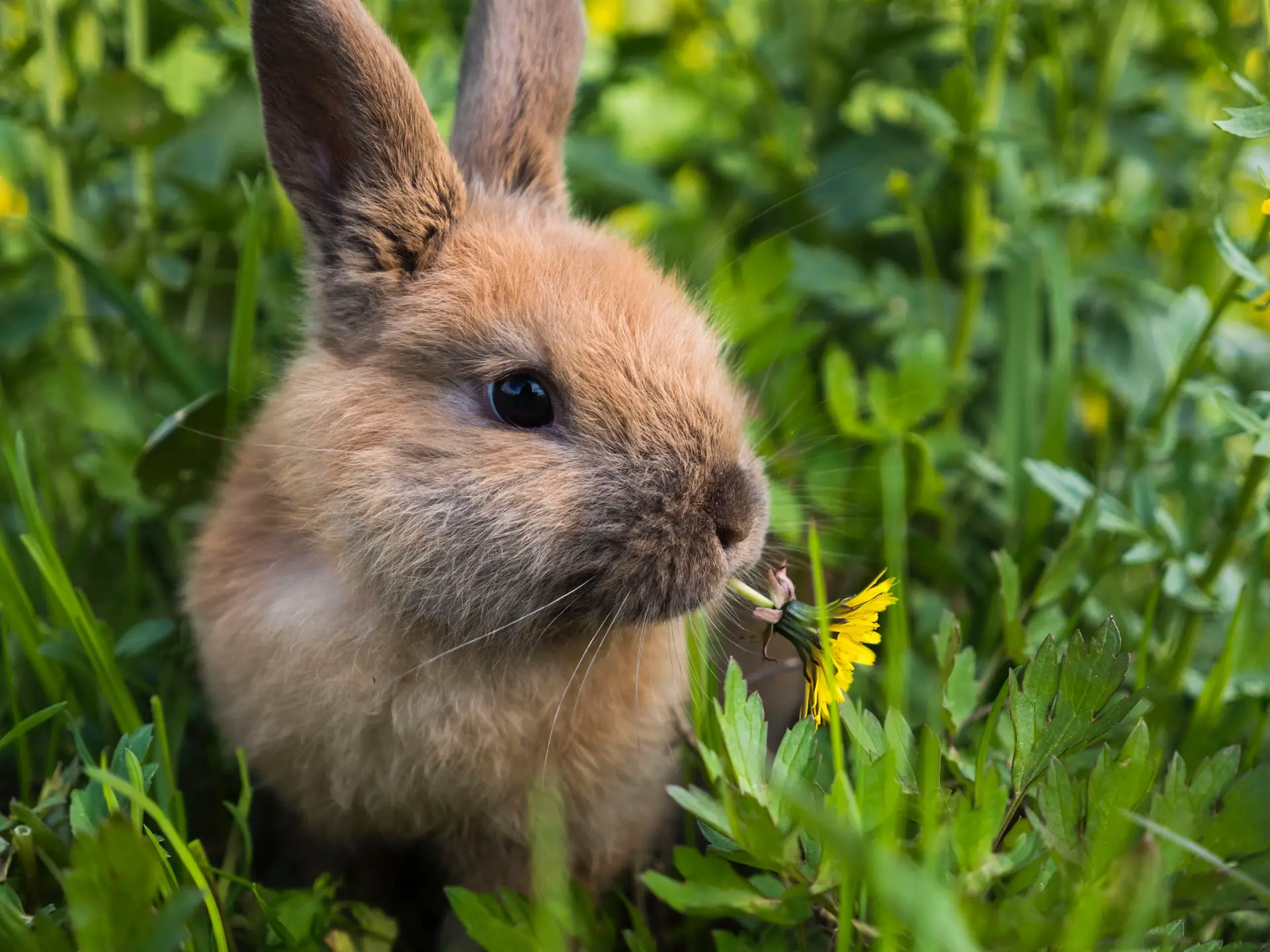 Kaninchen können sehr gut hören