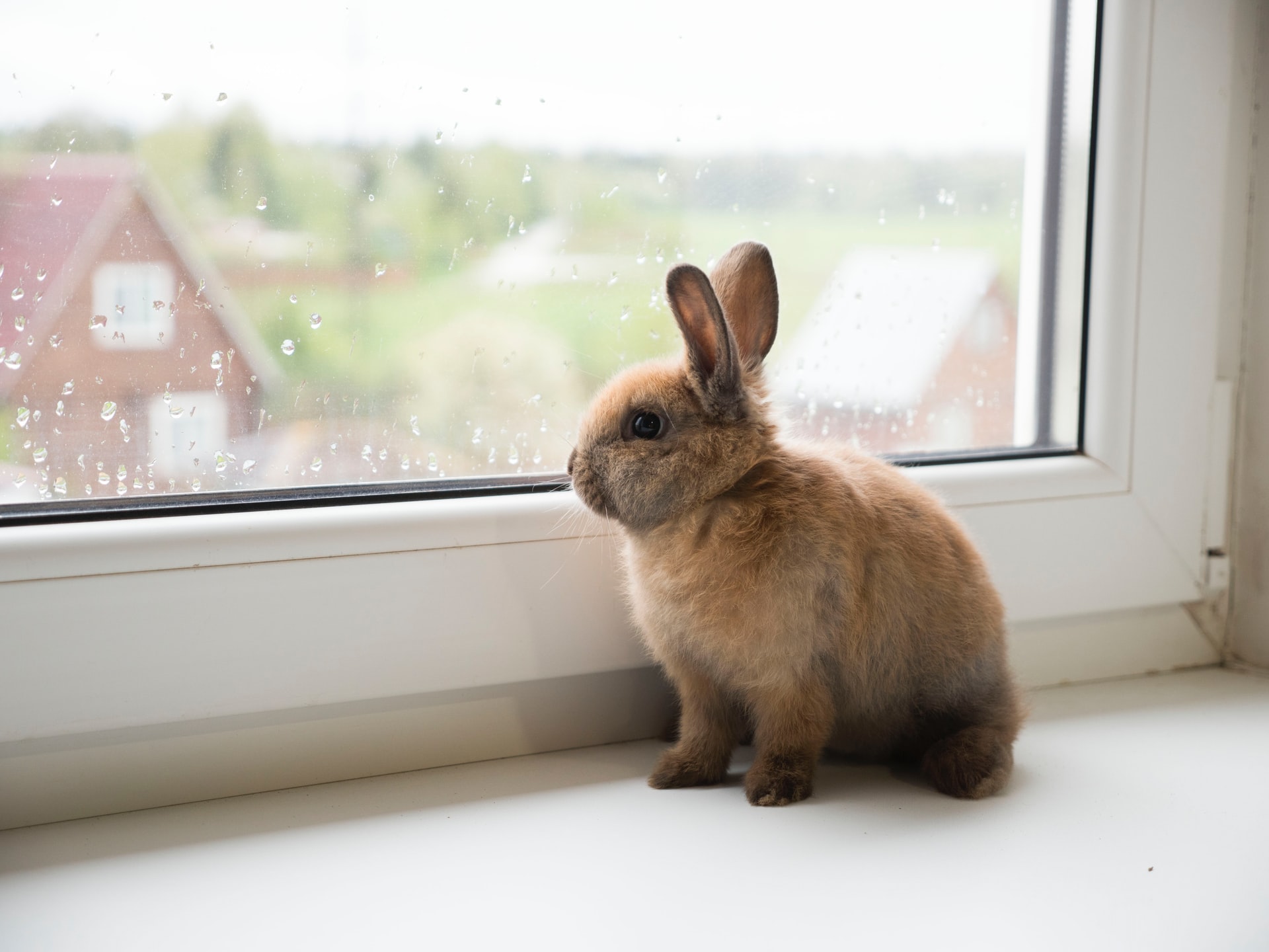 Kaninchen können im Dunkeln besser sehen als Menschen