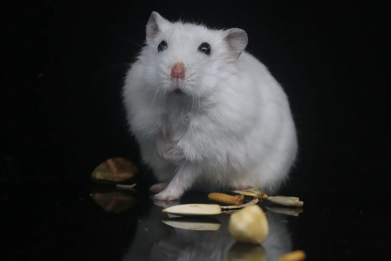 Hamster können im Dunkeln sehen, aber nicht besonders gut