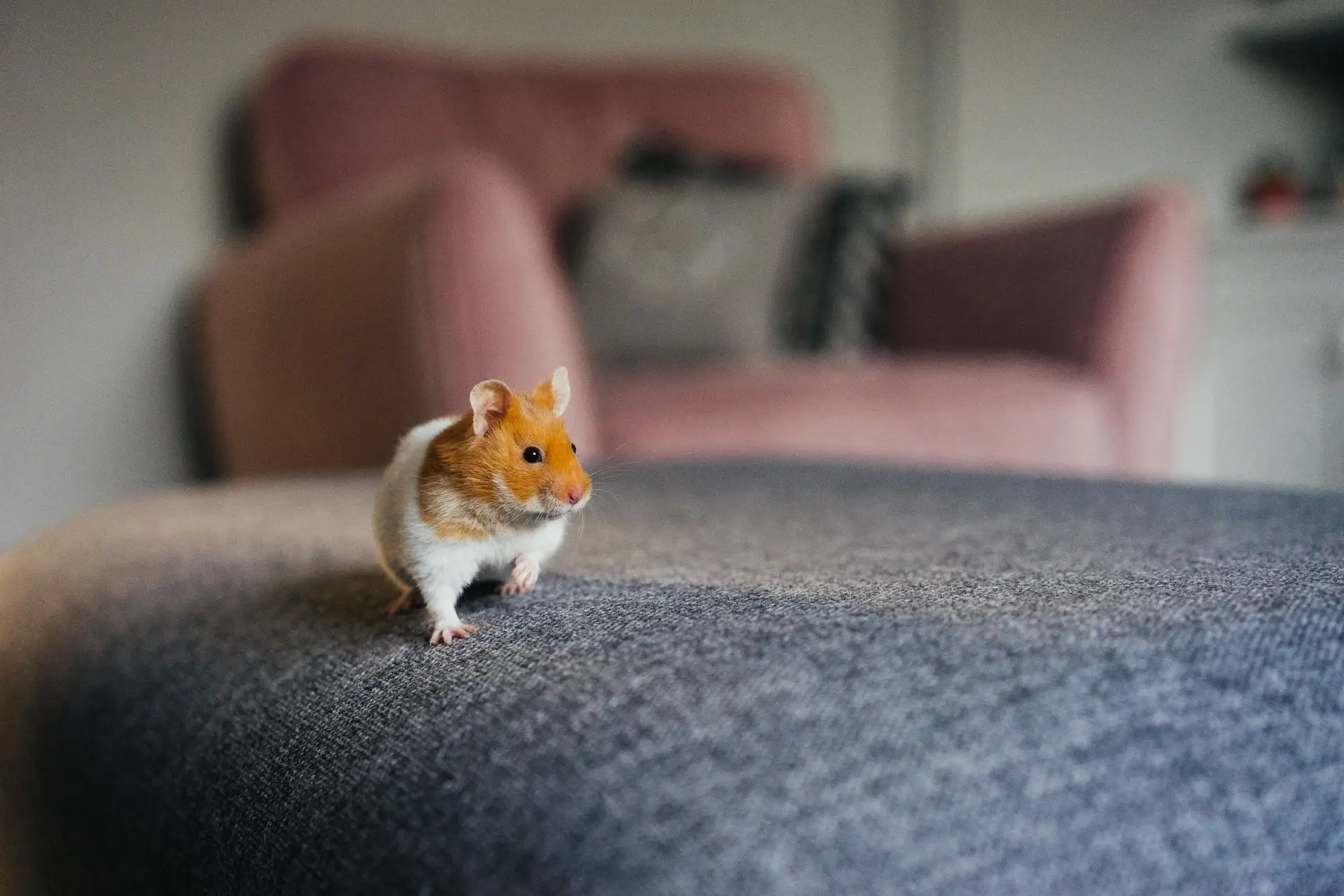 Dass ein Hamster viel rennt, ist vollkommen normal