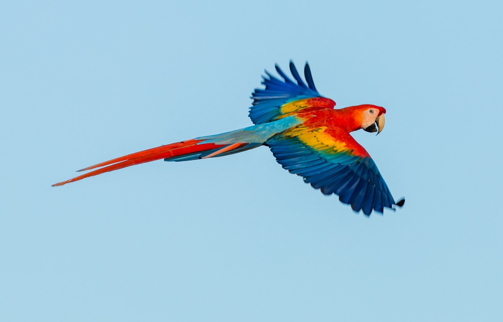 Papageien können weit fliegen