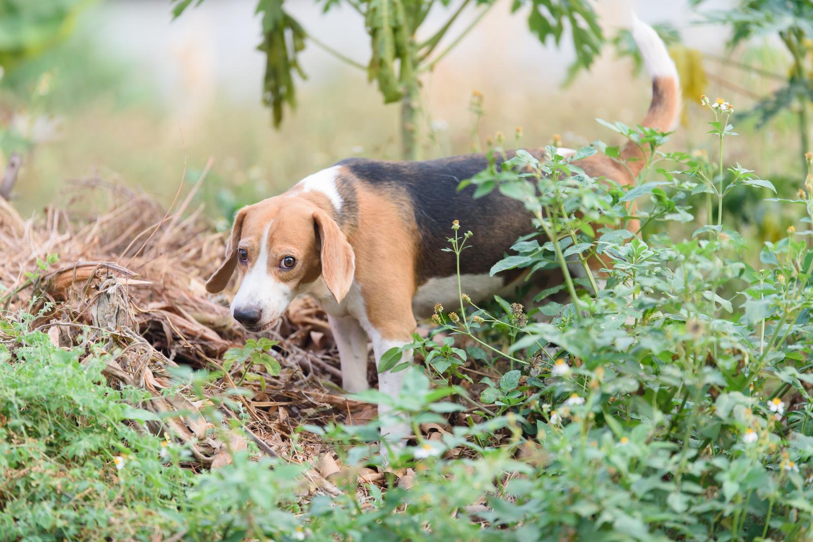 Beagles können einige Kilometer weit laufen
