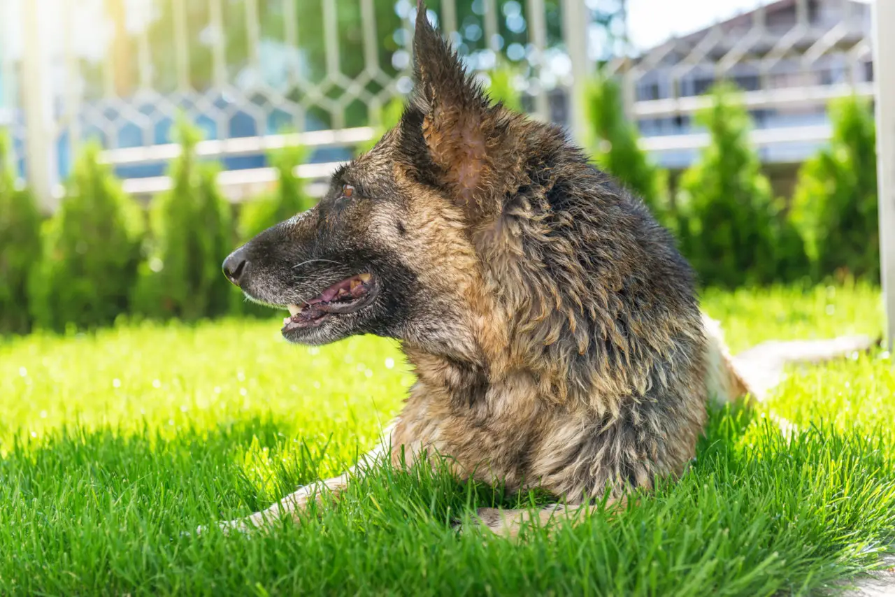 Deutsche Schäferhunde halten es auch bei Hitze draußen aus
