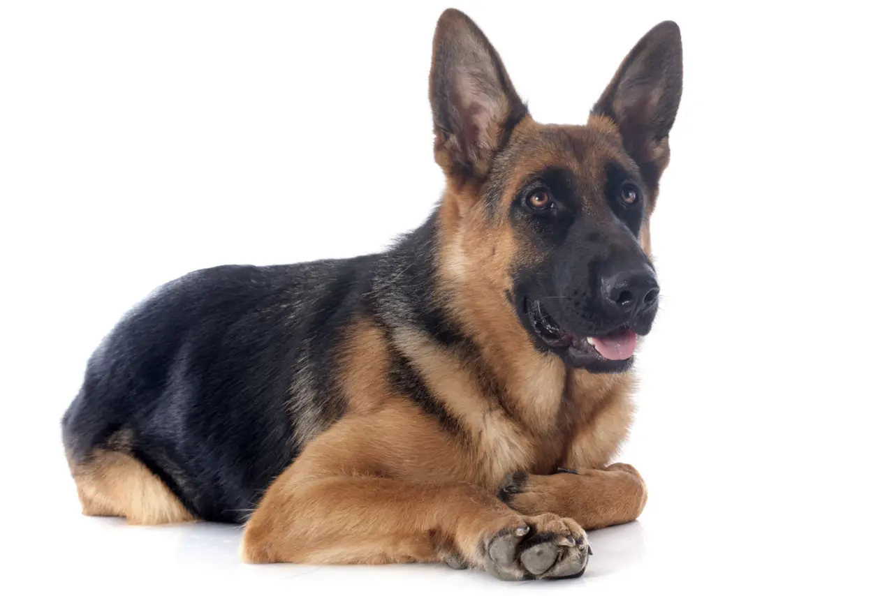 Deutsche Schäferhunde kuscheln gerne, sie sind aber keine Schoßhunde