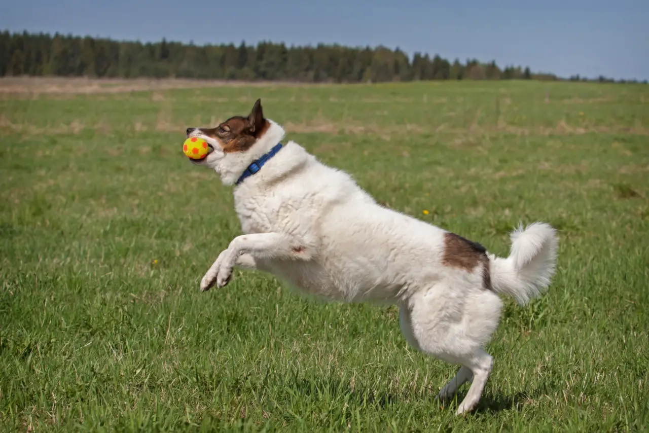 Huskys können bis zu 2 Meter hoch springen