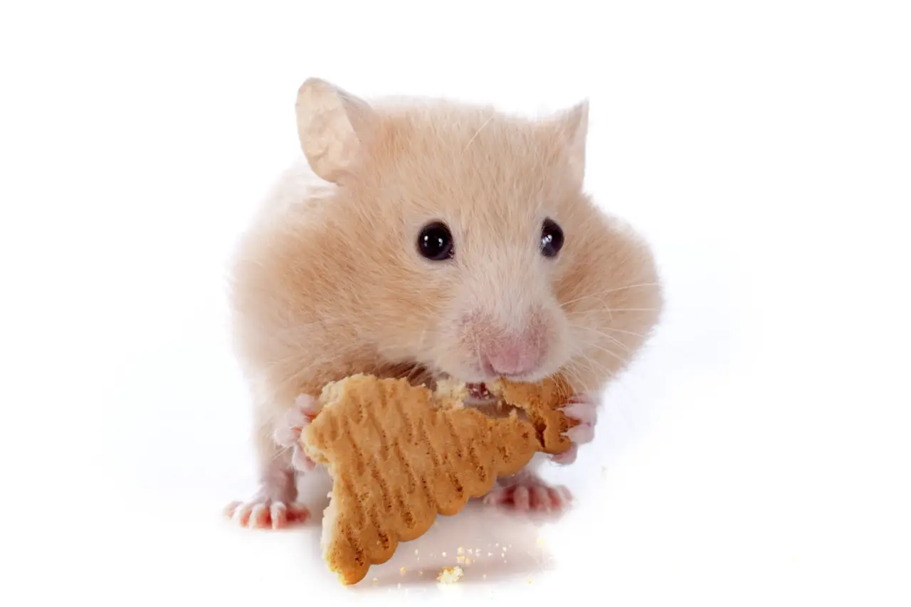 Hamster können Diabetes bekommen