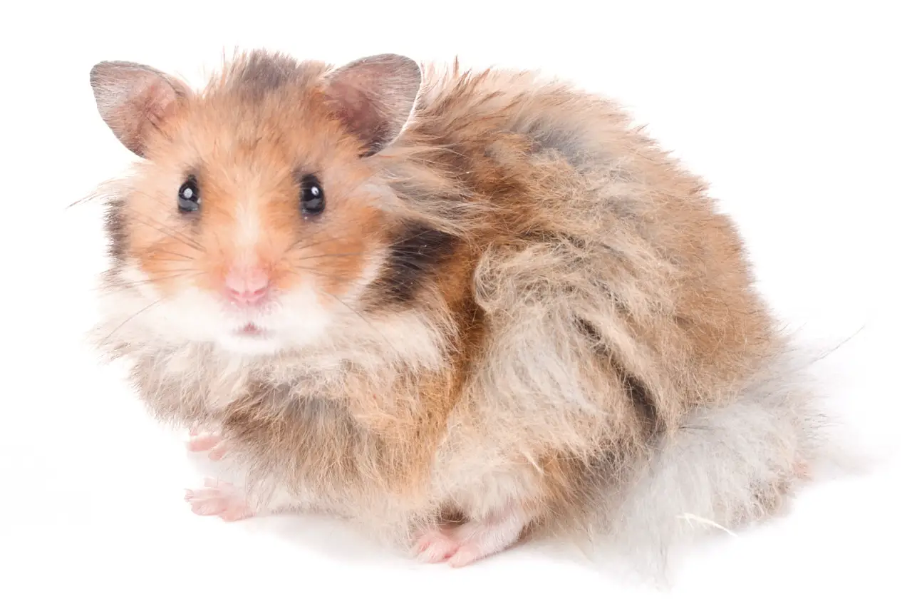 Hamster können aus verschiedenen Gründen ihr Fell verlieren