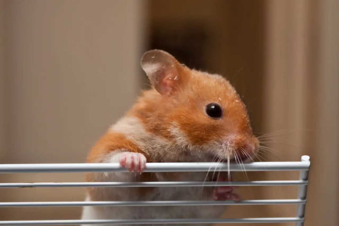 Hamster knabbern aus verschiedenen Gründen am Käfig