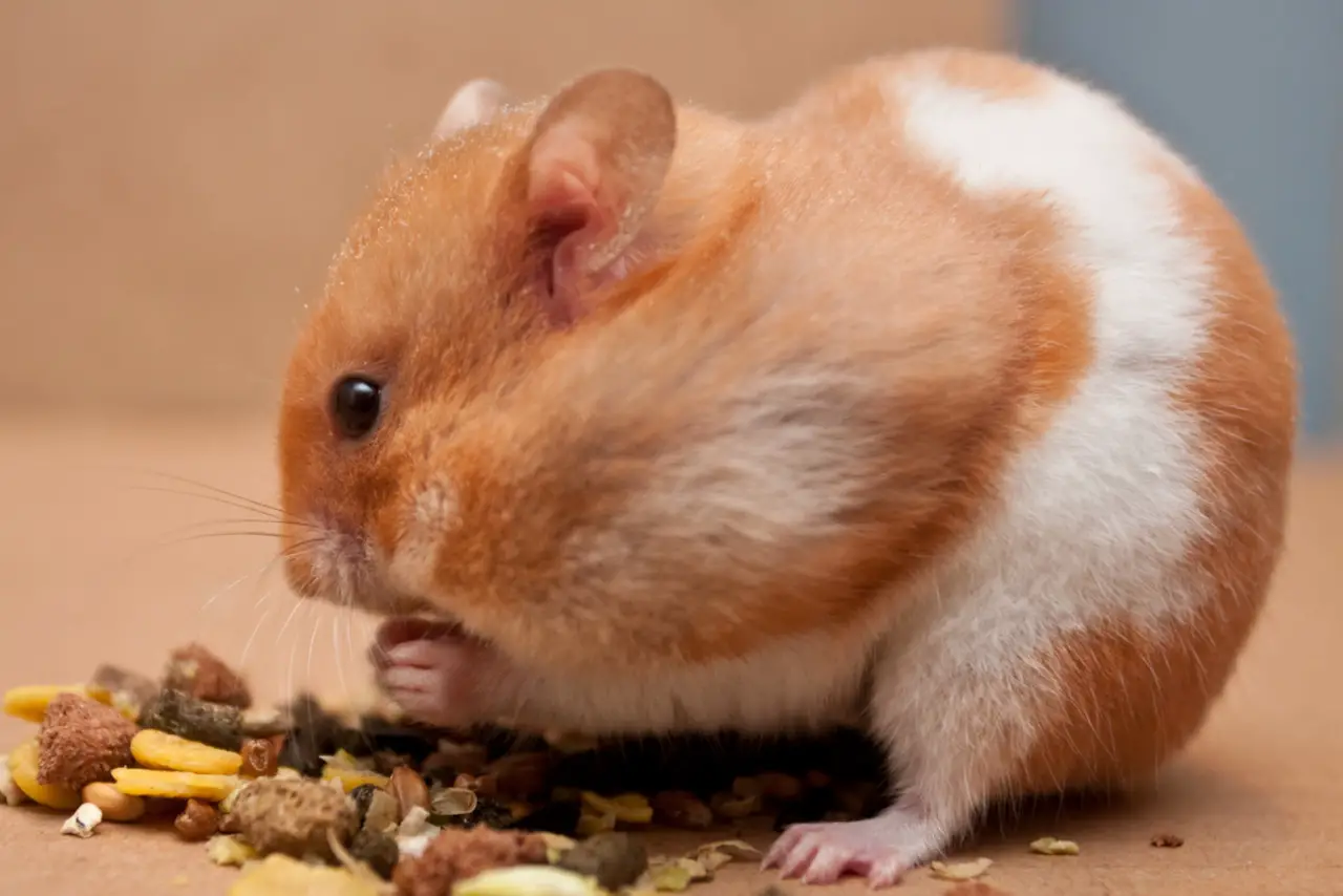 Nicht alle Hamster dürfen Papaya fressen