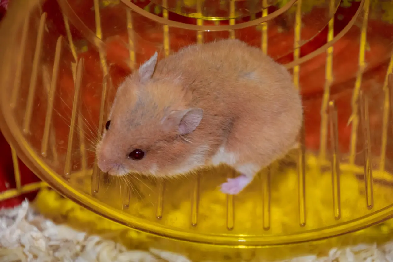 Hamster können bis zu 10 km/h schnell rennen