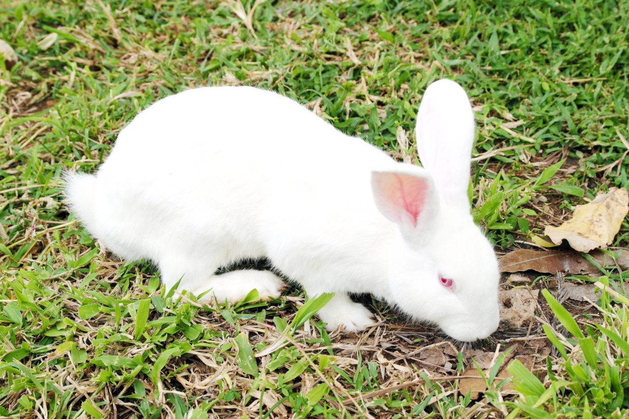 Kaninchen wackeln aus verschiedenen Gründen mit der Nase