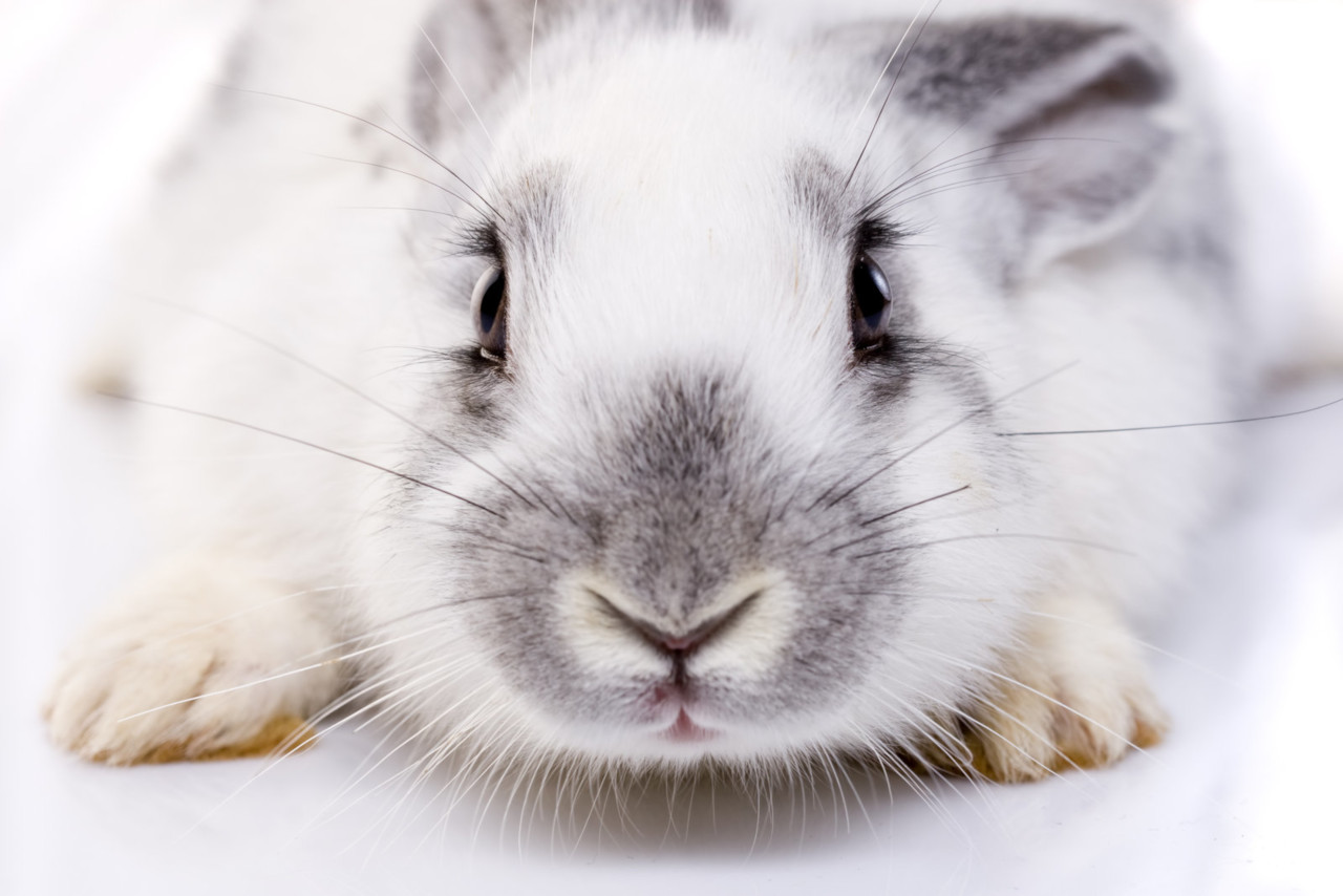 Kaninchen niesen aus verschiedenen Gründen