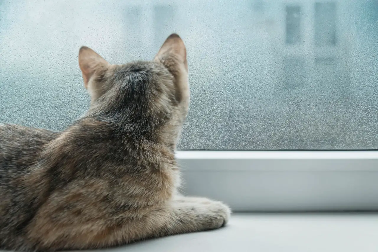 Katzen starren auch nachts aus dem Fenster