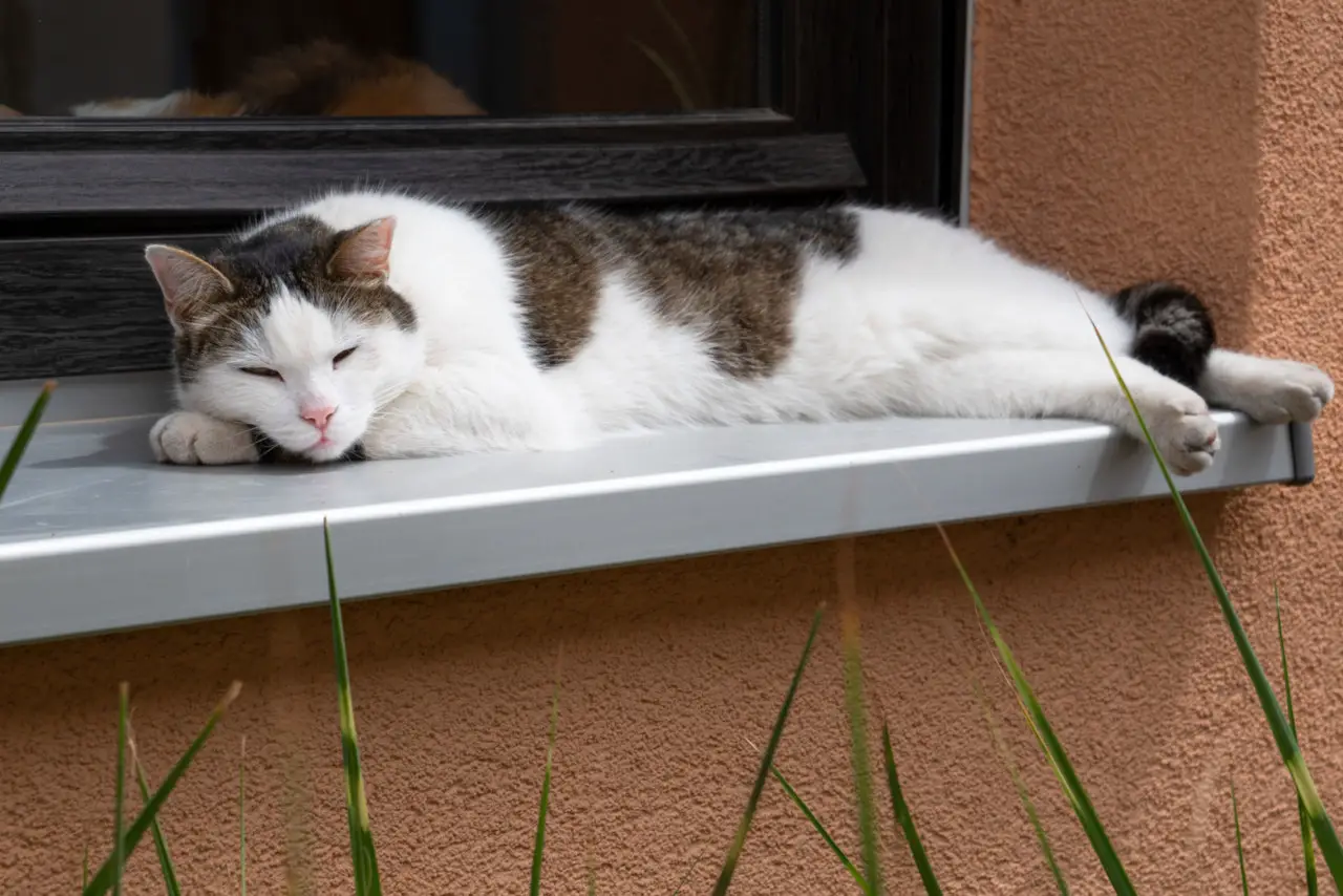 Katzen wechseln ihre Schlafplätze aus unterschiedlichen Gründen