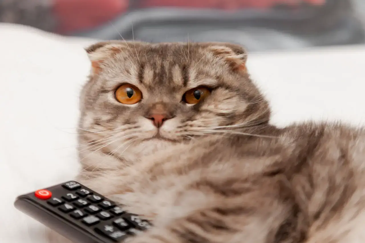 Welche Kauffaktoren es vor dem Kaufen die Katze fernseher zu bewerten gibt