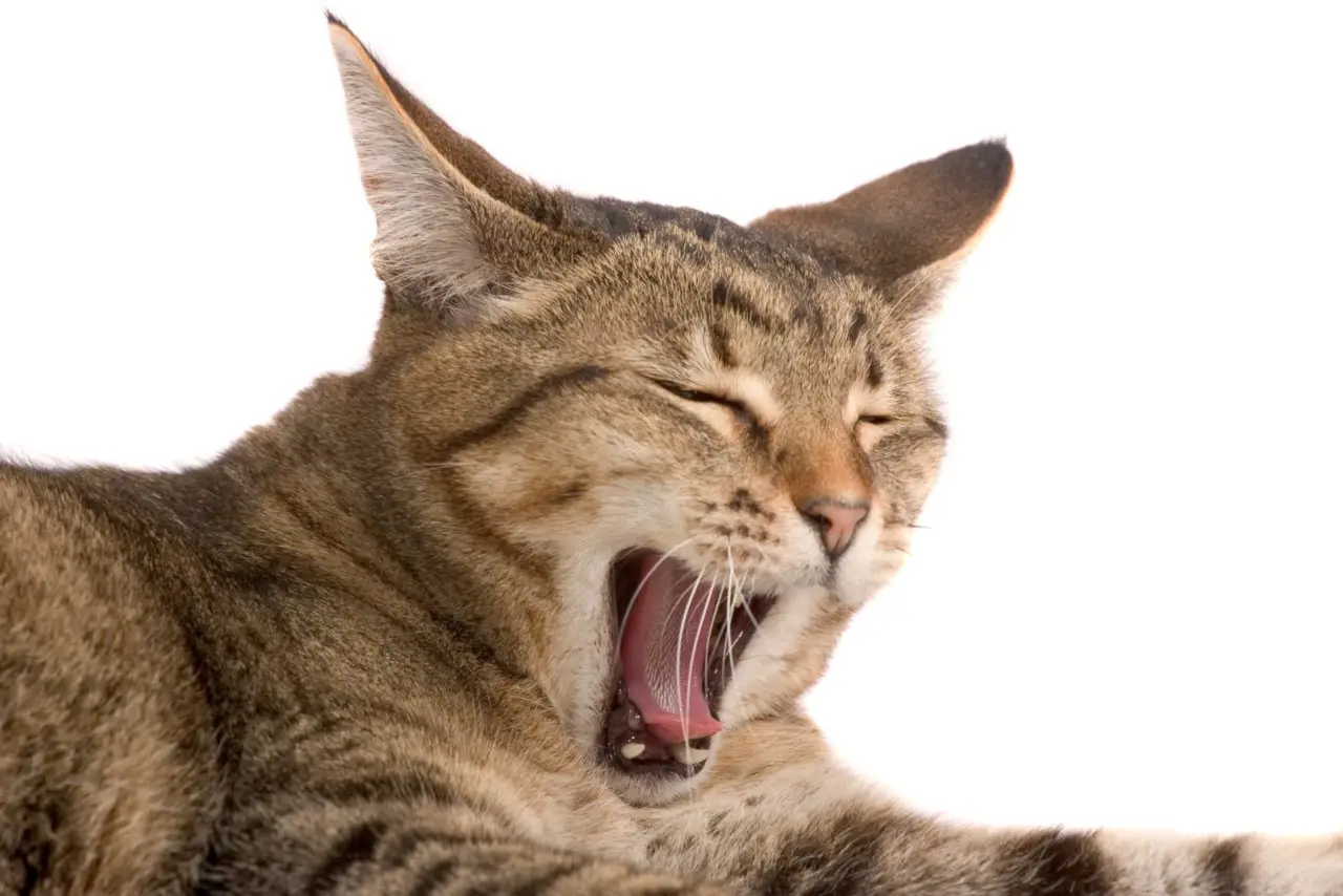 Katzen gähnen aus verschiedenen Gründen