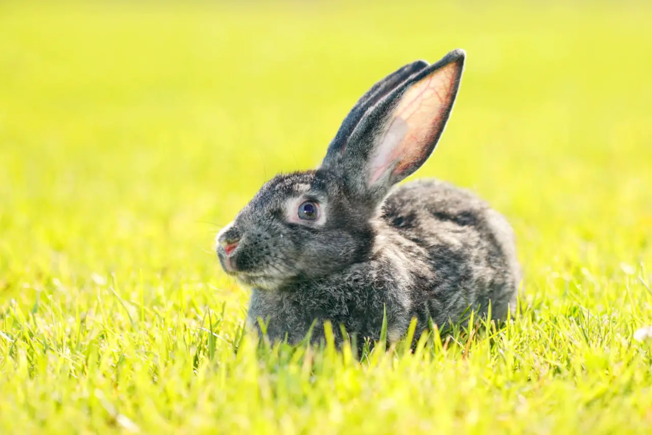 Kaninchen dürfen Grünkohl in Maßen essen