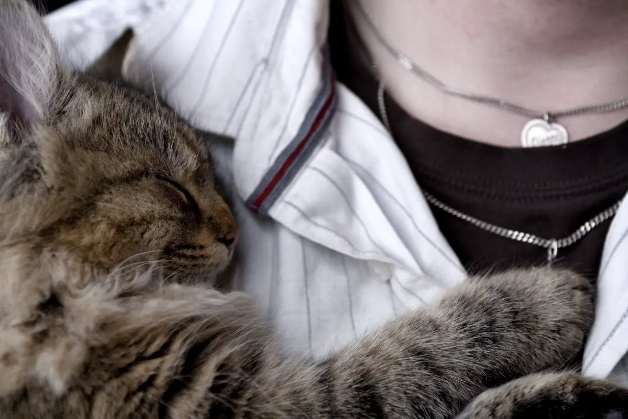 Katzen schlafen gern bei Menschen auf der Brust