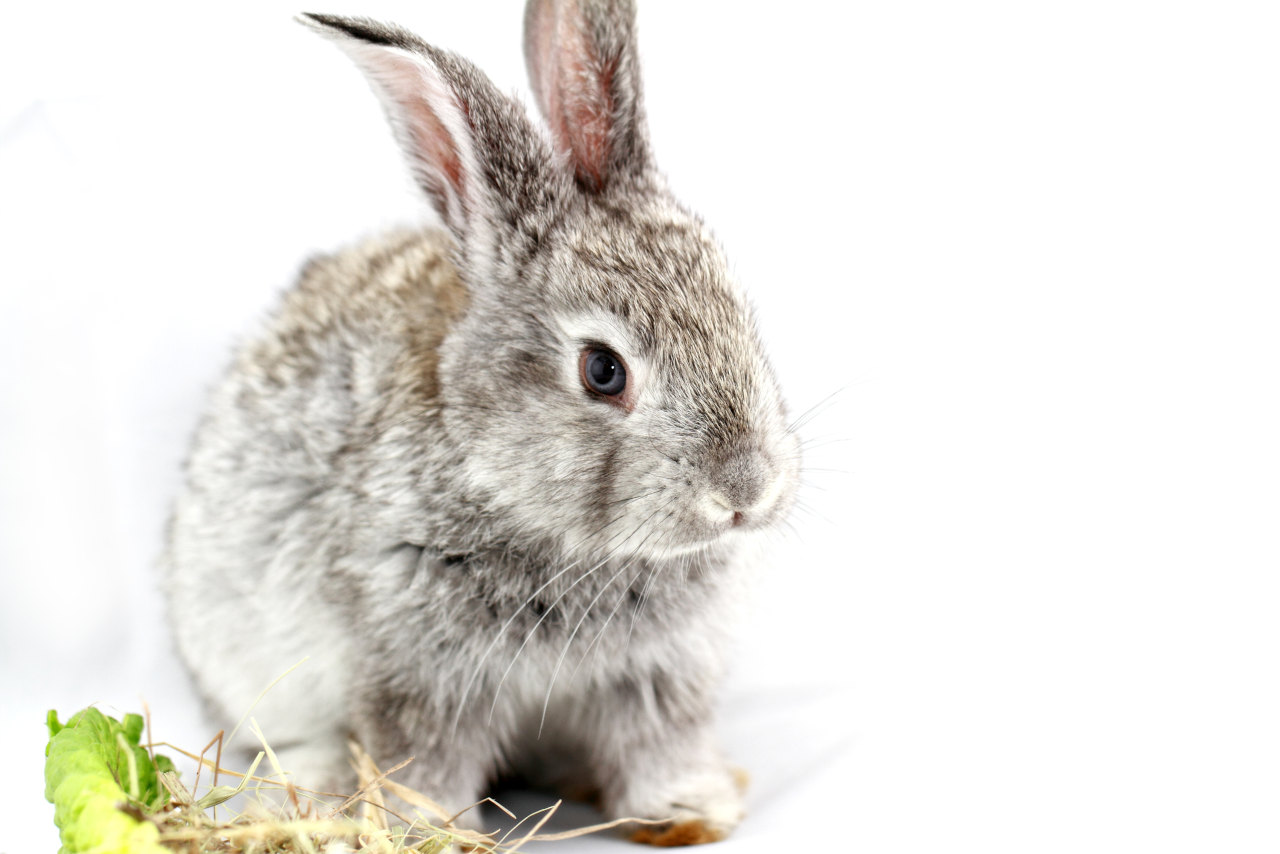 Kaninchen dürfen Basilikum essen