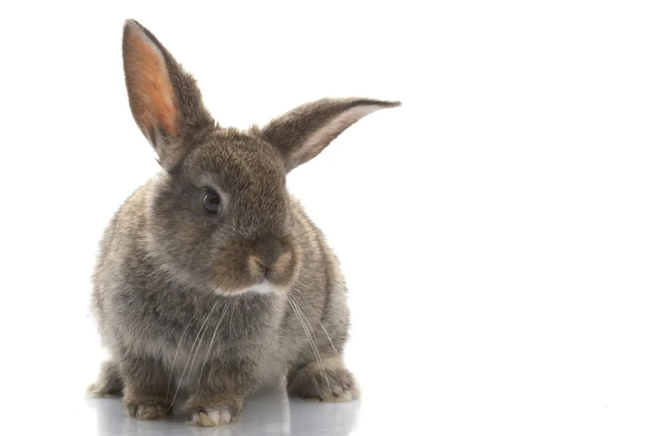 Kaninchen dürfen Blumenkohl essen