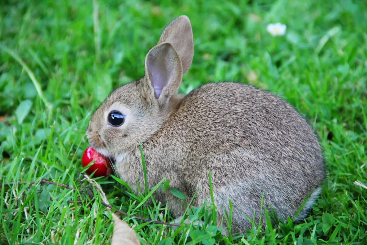 Kaninchen dürfen Kirschen nur in Maßen essen