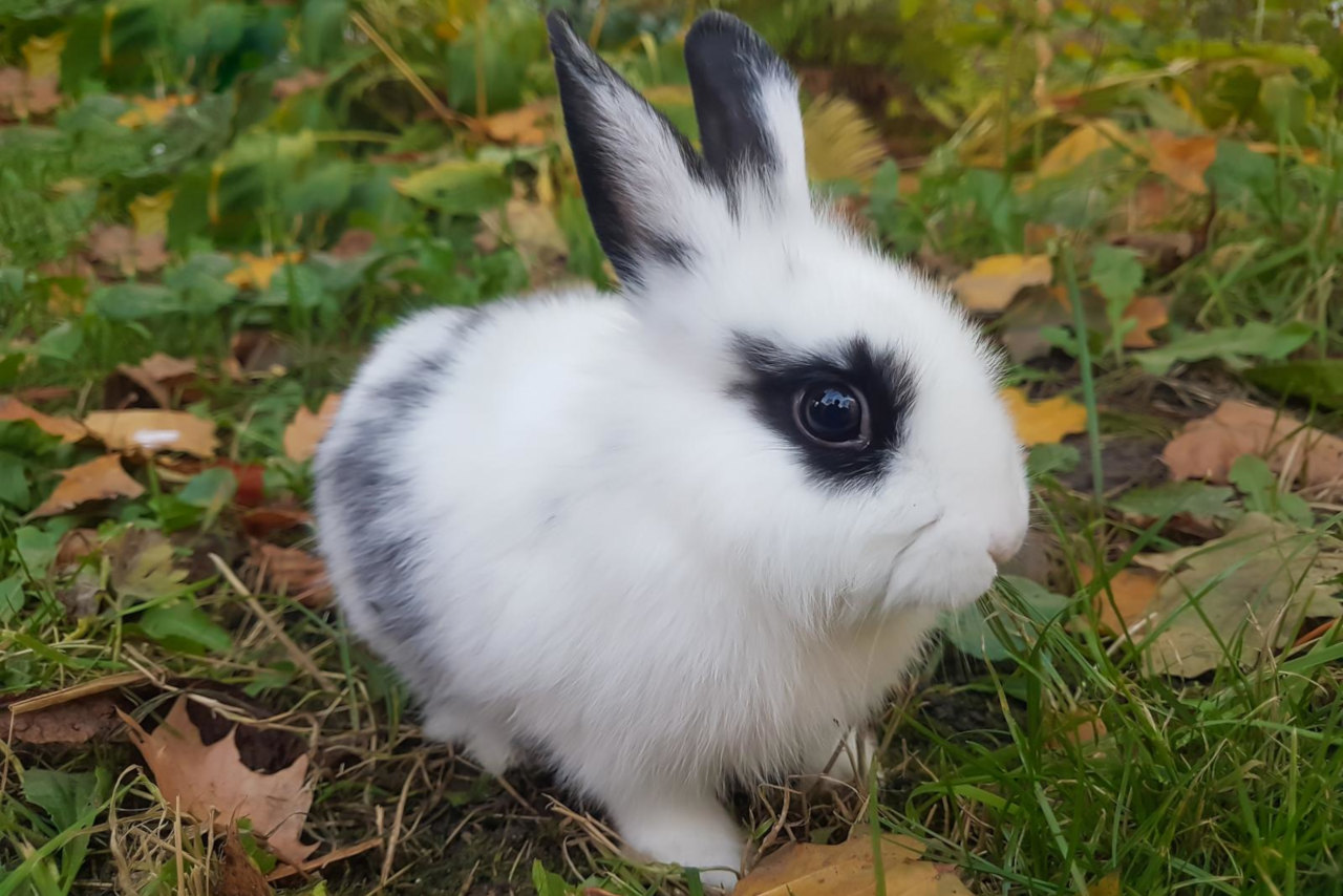 Dürfen Kaninchen Rhabarber essen? • Haustier Lounge