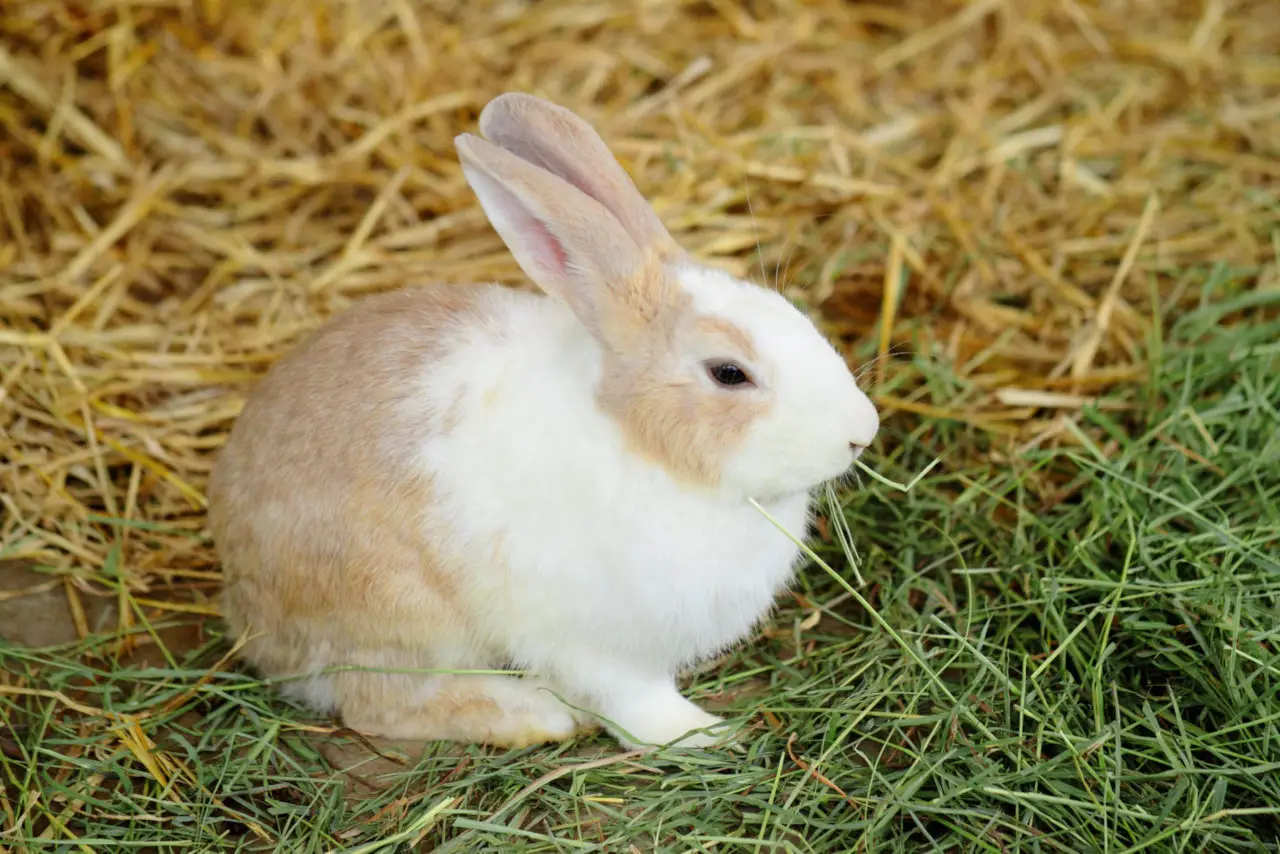 Kaninchen dürfen grüne Bohnen essen