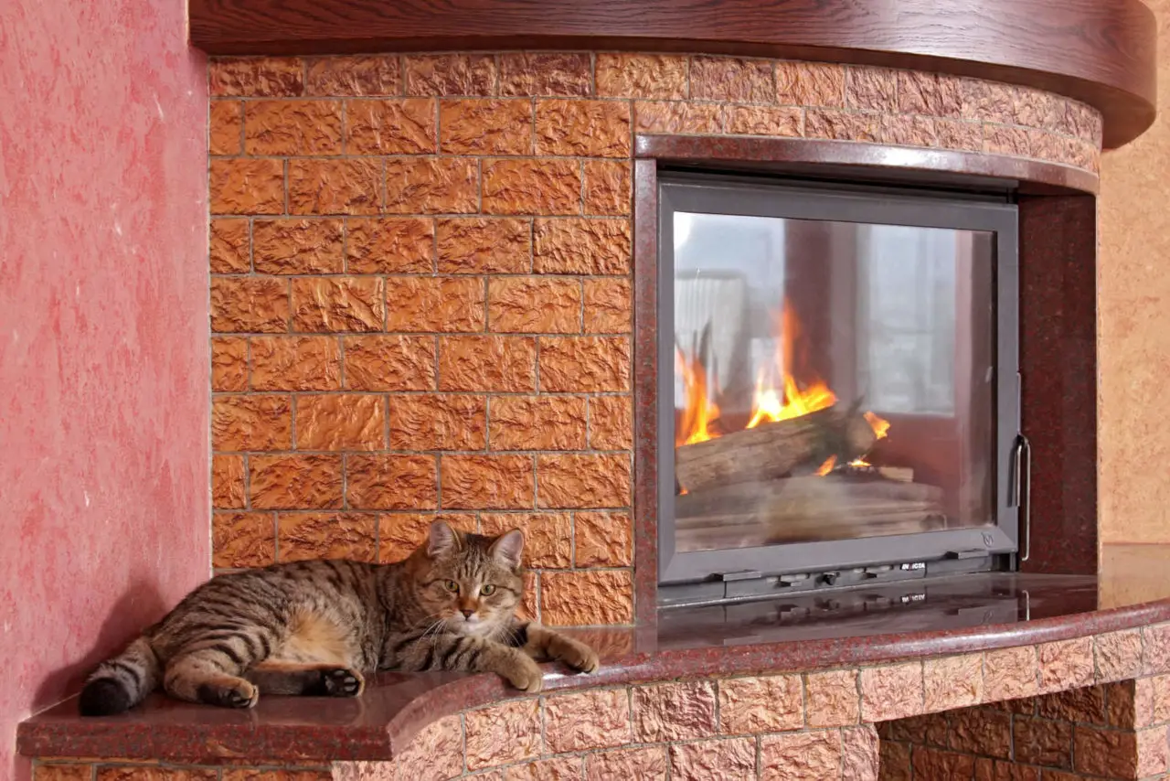 Katzen wissen, dass Feuer gefährlich ist