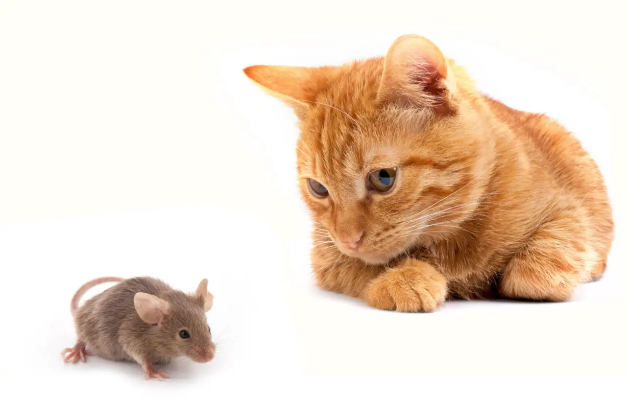 Katzen können Mäuse fernhalten