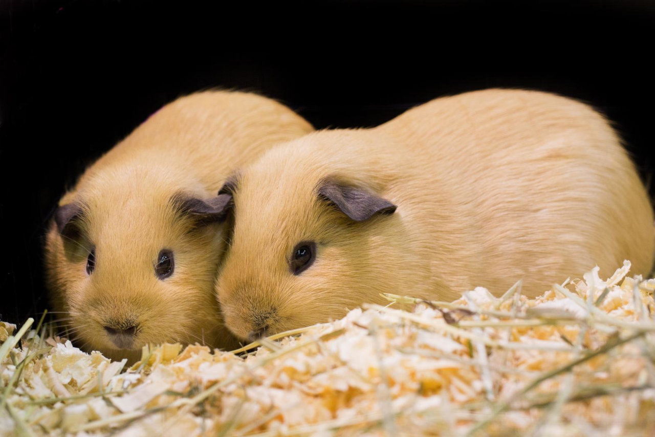 Dürfen Meerschweinchen Mais essen? • Haustier Lounge