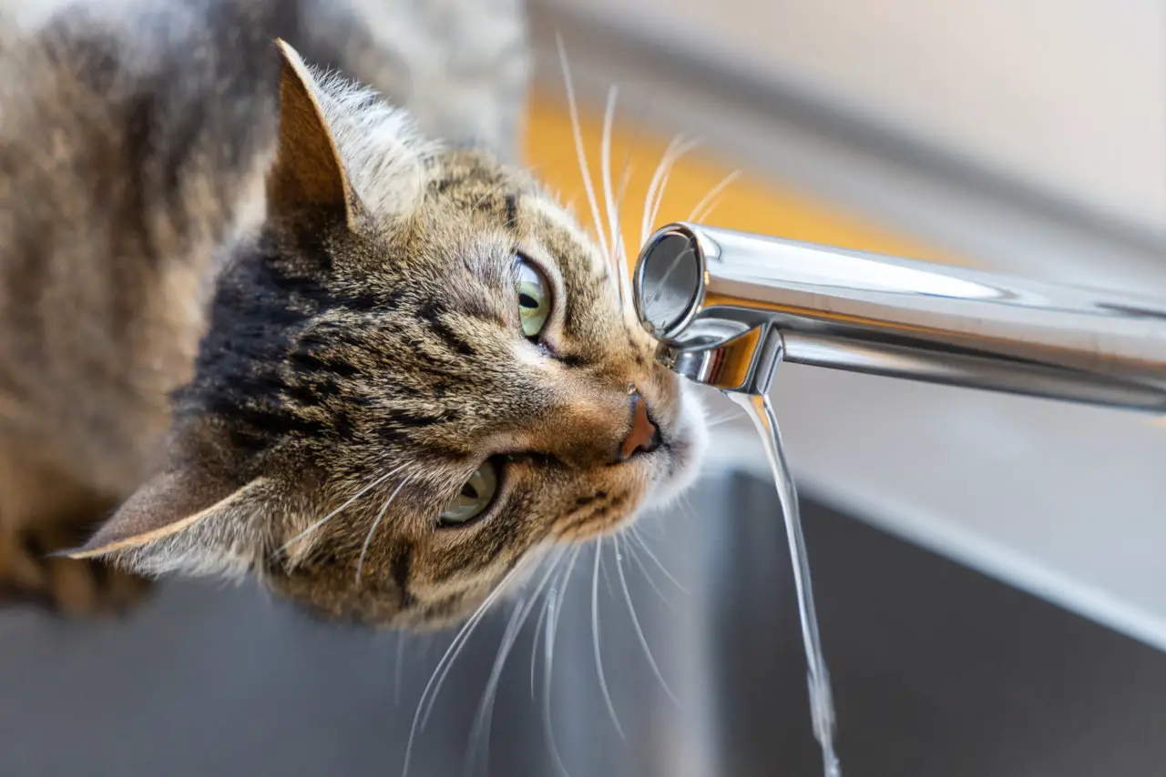 Manchmal verschluckt sich eine Katze beim Trinken von Wasser