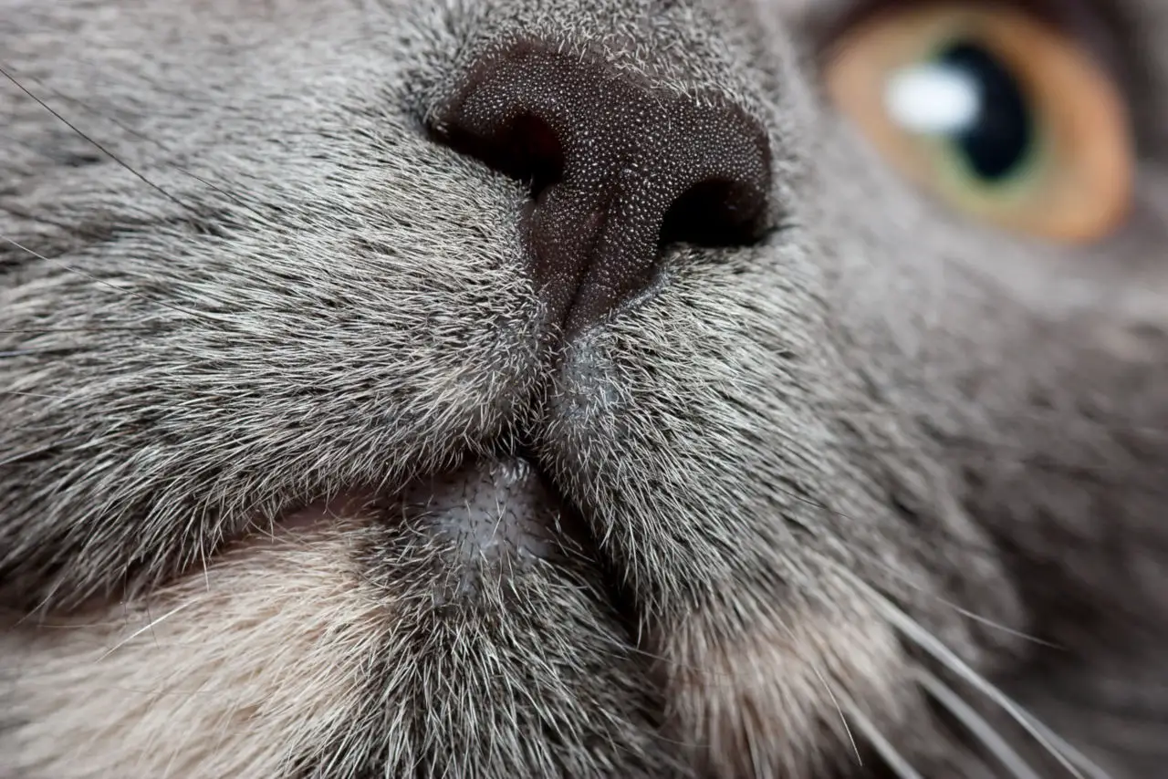Die Farbe der Nase kann sich bei Katzen ändern