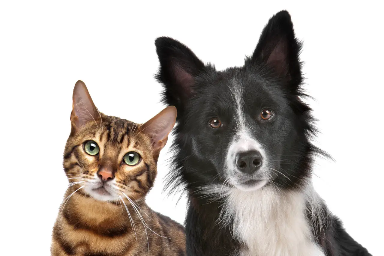 Katzen und Hunde können teilweise kommunizieren