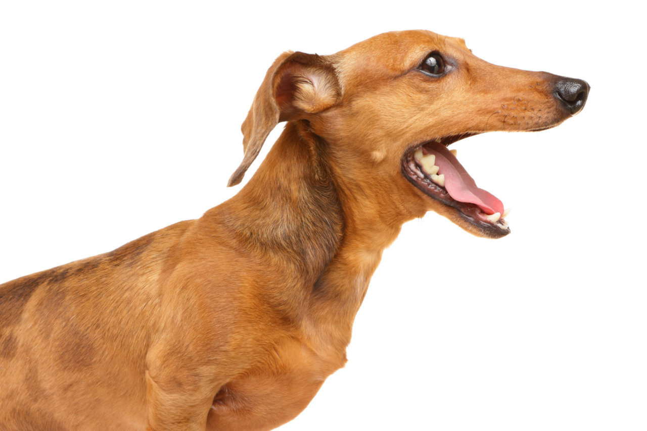 Bekommen Hunde vom Bellen Halsschmerzen? • Haustier Lounge