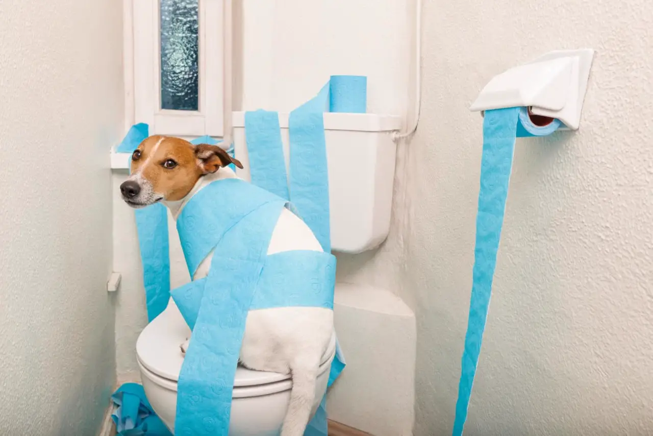 Hunde essen manchmal gern Toilettenpapier